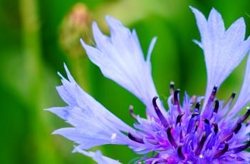 蓝花矢车菊 蓝花矢车菊的功效与作用