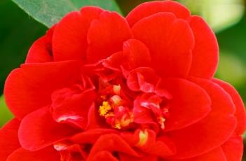 山茶花的养殖方法 茶花树的养殖方法和注意