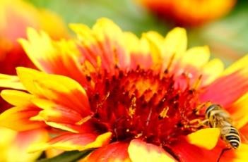 天人菊的栽培方法