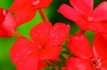 21世纪爱国者福禄考