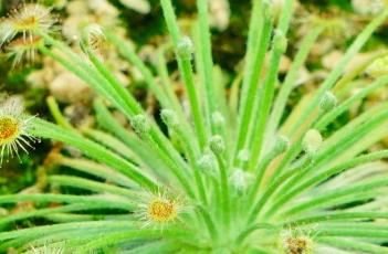 布鲁姆斯茅膏菜