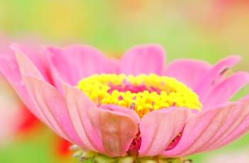 百日菊（百日菊的种植方法和注意事项）