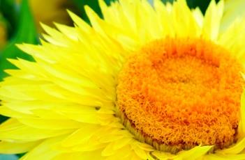 格兰菲亚金色麦秆菊 格兰菲亚金色麦秆菊