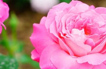 伊甸园（伊甸）