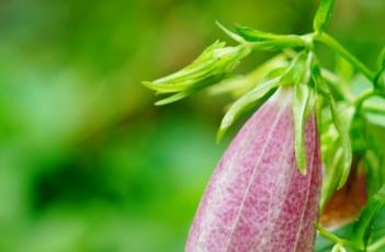 伊莎贝拉风铃草