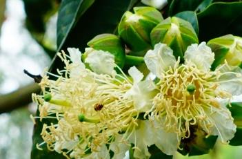 八宝树（八宝树适合在家里养吗）