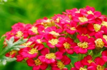 千叶蓍的繁殖方法 千叶蓍草养殖方法