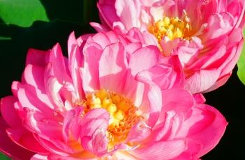 睡美人（睡美人是谁吻醒的）