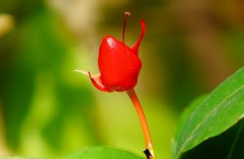 桂叶黄梅 桂叶黄梅