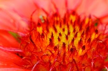 野火宿根天人菊