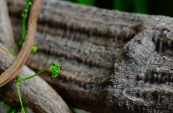 扁担藤 扁担藤的功效与作用图片