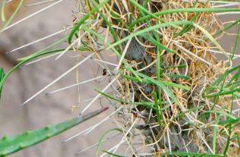 马达加斯加龙树