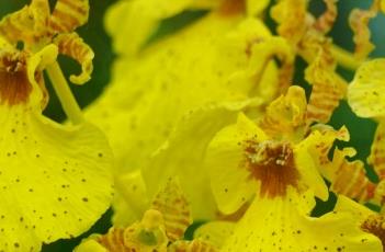 文心兰蜜糖 文心兰蜜糖