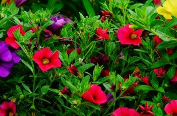 超级苏蓓卡舞春花