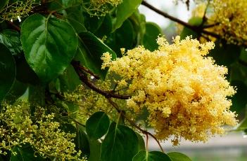 金园丁香 金园丁香花