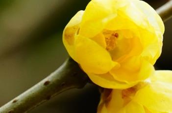 素心金钟 金钟民金素妍