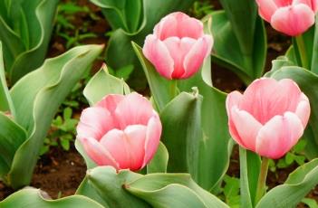 肉色印记郁金香