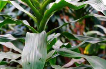 巴西木（巴西木怎么养）