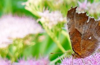 盆栽八宝景天的养殖方法