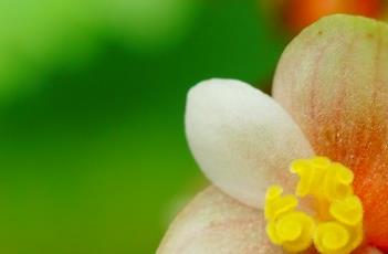 铁甲秋海棠 铁甲秋海棠