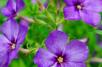 21世纪爱国者福禄考