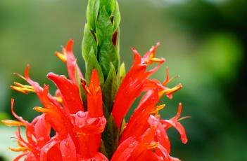 绯红珊瑚花 红珊瑚的花