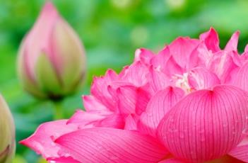 红统帅 统帅红胡子