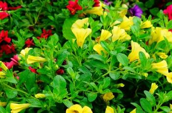 超级苏蓓卡舞春花