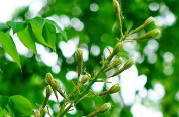 肥皂荚（皂荚的功效与作用?）