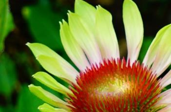 绿旋风松果菊 绿旋风松果菊