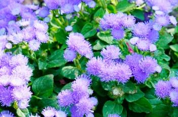 藿香蓟 藿香蓟怎么读