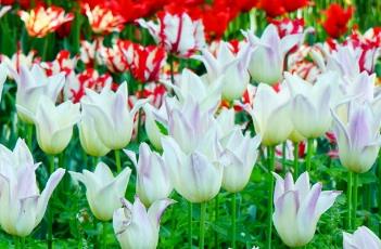 端庄小姐郁金香