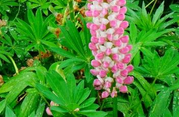 鲁宾尼多裂羽扇豆