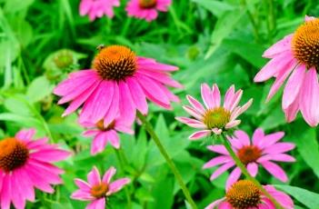 松果菊的田间管理方法 松果菊的田间管理方法