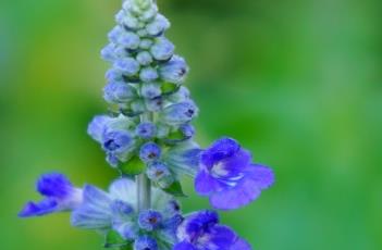 蓝花鼠尾草