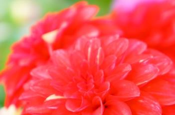 盆栽小丽花的养殖方法