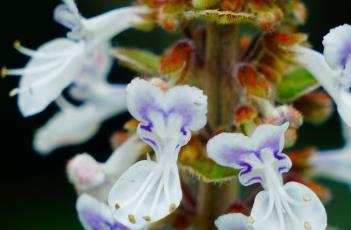 银冠香茶菜 银盾香茶菜