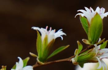 蚂蚱腿子 蚂蚱腿子植物