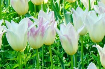 端庄小姐郁金香(东方郁金香小姐)