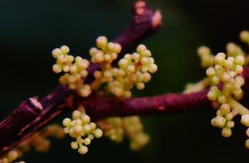 两面针(两面针植物)