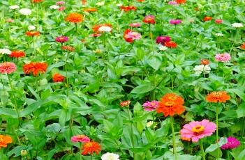 百日菊的花语 百日菊