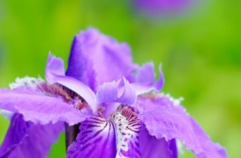 鸢尾的栽培技术