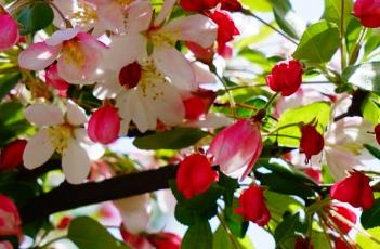 多花海棠