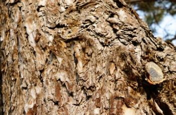 西黄松（西黄松 木横担）