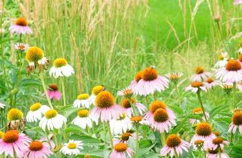 盆栽松果菊的养护方法