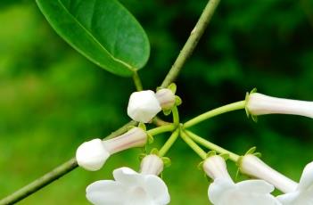 马达加斯加茉莉 马达加斯加茉莉