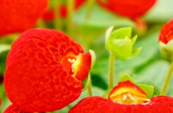 蒲包花 蒲包花的寓意