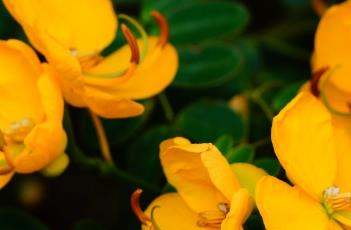 双荚决明(双荚决明有毒吗)