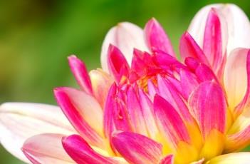 粉色魅力大丽花