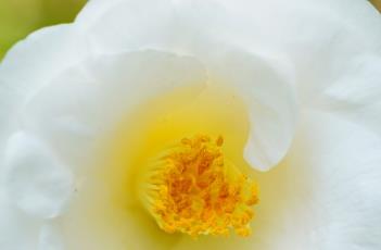 山茶花的养殖方法